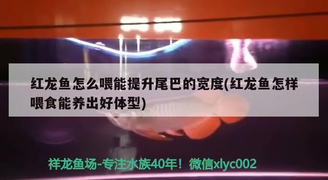 龙鱼怎么长的宽：龙鱼生长速度受到其遗传、饮食、环境以及健康状况等因素的影响 龙鱼百科 第5张