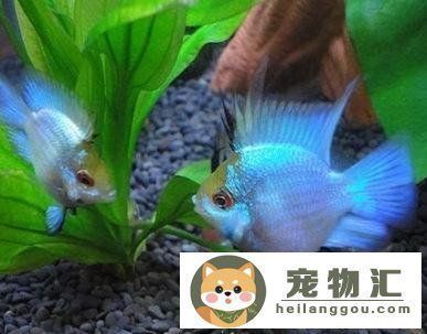 金龙鱼最新价：关于金龙鱼价格的疑问 水族问答