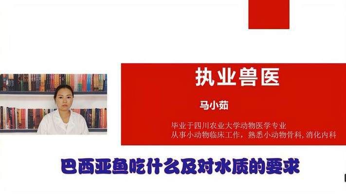 金龙鱼最新消息2024年价格：2024年金龙鱼价格走势分析 水族问答 第2张