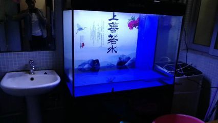 金龙鱼最长多长时间换水：金龙鱼多久换一次水 水族问答 第2张