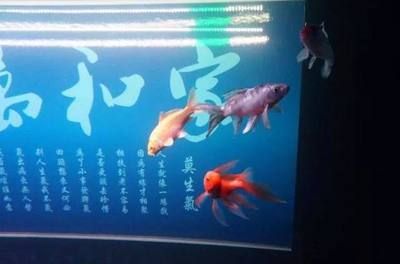 金龙鱼最长多长时间换水：金龙鱼多久换一次水 水族问答 第1张