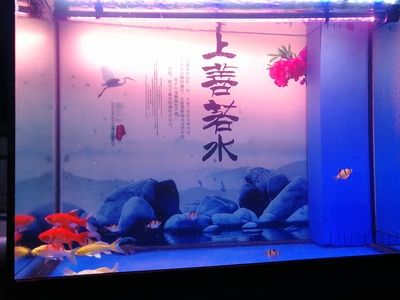 金龙鱼最长多长时间换水：金龙鱼多久换一次水 水族问答 第4张