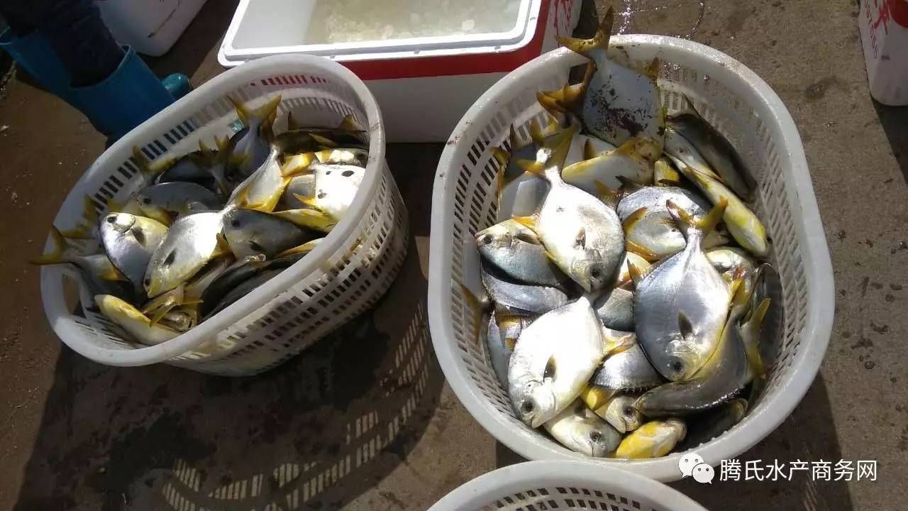 黄鳍鲳鱼混养的注意事项：黄鳍鲳鱼混养水族箱布置建议黄鳍鲳鱼混养水质管理技巧 龙鱼百科 第4张