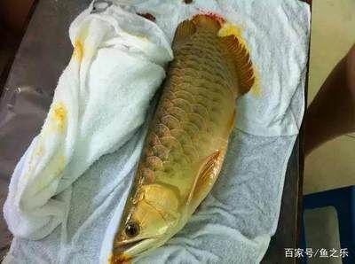 龙鱼病死了能吃吗视频讲解：龙鱼病死了能吃吗 龙鱼百科 第2张