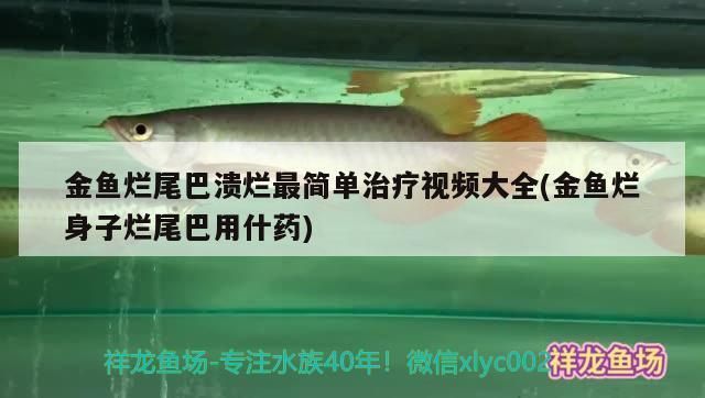 龙鱼尾巴边缘发白不齐怎么回事：龙鱼尾巴边缘发白不齐可能是由多种因素引起的，处理方法及处理方法 龙鱼百科 第4张