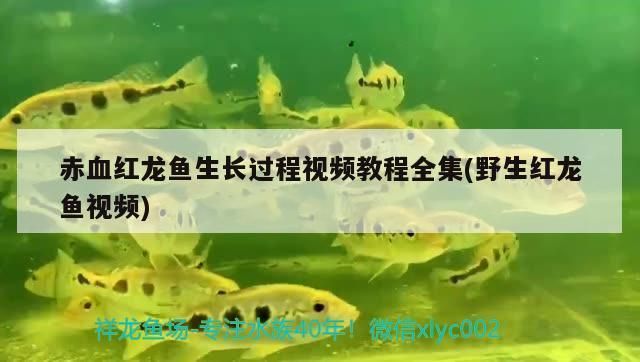 金头过背金龙鱼是怎样的：关于金头过背金龙鱼的一些疑问 水族问答 第2张