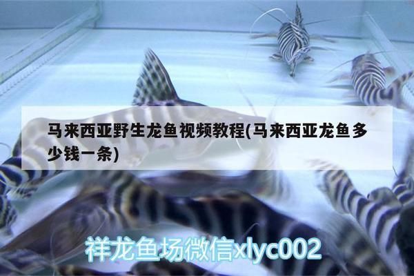 龙鱼是野生的还是养殖的好：如何辨别野生与养殖龙鱼 龙鱼百科 第1张