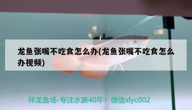 龙鱼张嘴不吃食：龙鱼不吃食物怎么办 龙鱼百科 第2张