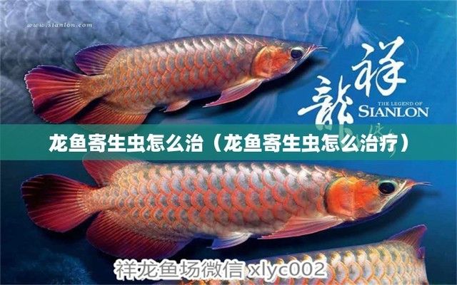 龙鱼寄生虫治疗最有效办法：龙鱼寄生虫怎么治疗 龙鱼百科 第2张