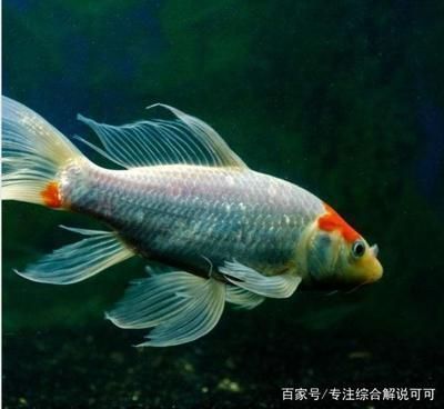 蓝背金龙鱼多大才发色正常：关于金龙鱼发色的问题 水族问答