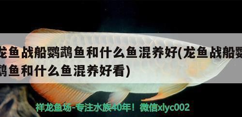 龙鱼战船鹦鹉鱼和什么鱼混养好：龙鱼战船鹦鹉鱼的混养 龙鱼百科 第1张