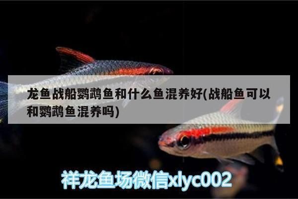 龙鱼战船鹦鹉鱼和什么鱼混养好：龙鱼战船鹦鹉鱼的混养 龙鱼百科 第2张