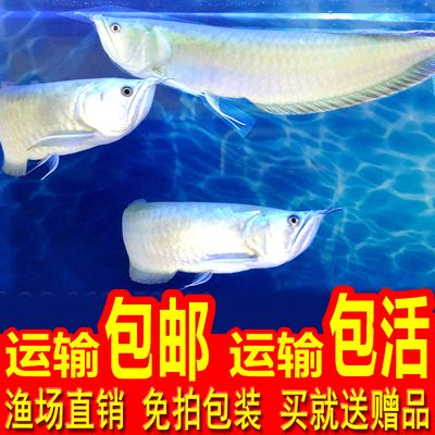 银龙鱼苗换水操作技巧：冬季银龙鱼苗换水技巧 龙鱼百科 第5张