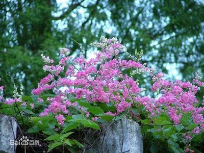 丽丽鱼与曼龙鱼：丽丽鱼与曼龙鱼是两种常见的观赏鱼，它们在外观和饲养条件上有差异 水族问答 第1张