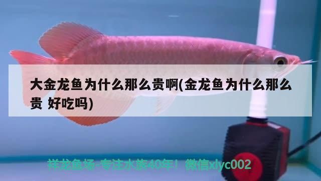 龙鱼在中国可以繁殖吗现在：如何辨别龙鱼的性别，龙鱼繁殖基地参观指南 龙鱼百科 第5张