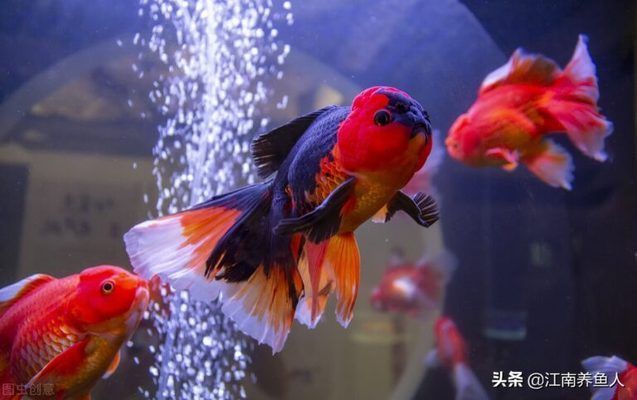 龙鱼刚回来趴缸了怎么处理：刚买回来的龙鱼趴缸，如何处理，龙鱼趴缸的处理方法 龙鱼百科 第4张