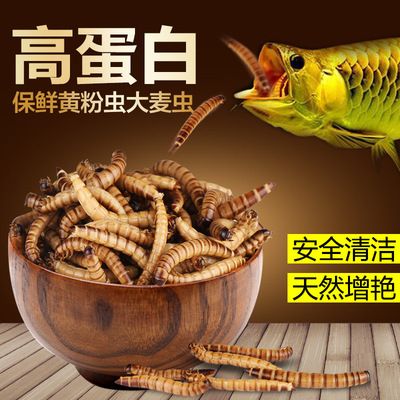 龙鱼能不能吃面包虫：龙鱼可以吃面包虫吗 龙鱼百科 第4张