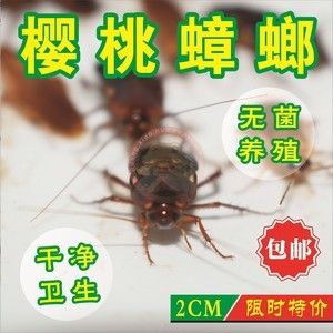 龙鱼能不能吃面包虫：龙鱼可以吃面包虫吗 龙鱼百科 第5张