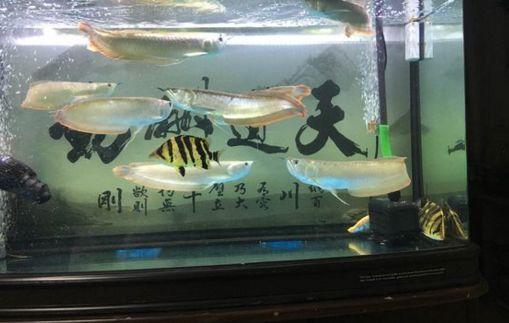 六脚龙鱼饲养环境要求标准：六脚龙鱼的饲养方法 水族问答 第1张