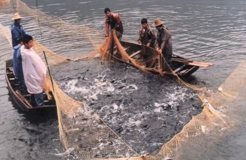 六脚龙鱼饲养环境要求是什么：六脚龙鱼的饲养方法 水族问答 第2张