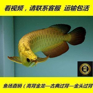 龙鱼鳞片有划痕：如何判断龙鱼鳞片划痕的严重程度 龙鱼百科 第3张