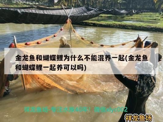 龙鱼和金鱼哪个好养活：金鱼和龙鱼哪个更好养活 龙鱼百科 第5张