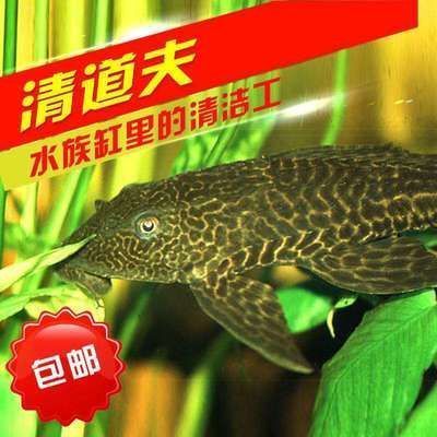 龙鱼鱼鳞溃烂后能恢复吗：龙鱼鱼鳞溃烂后能否恢复 龙鱼百科 第2张