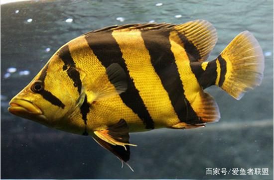 六爪恐龙鱼吃什么食物为主：六爪恐龙鱼主要吃哪种水生动物, 水族问答 第1张