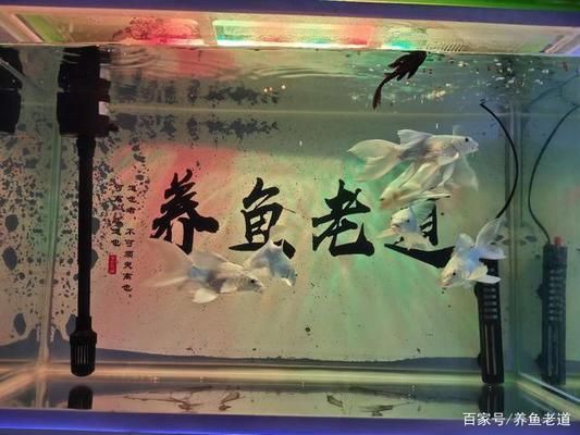 水族箱饲养密度最佳实践：水族箱饲养密度的最佳实践 龙鱼百科 第2张