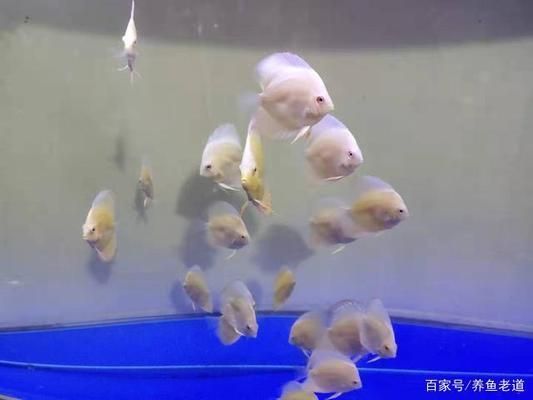 水族箱饲养密度最佳实践：水族箱饲养密度的最佳实践 龙鱼百科 第3张