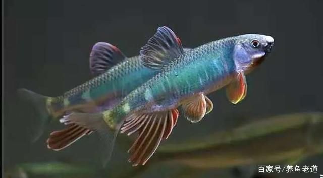 水族箱饲养密度最佳实践：水族箱饲养密度的最佳实践 龙鱼百科 第5张