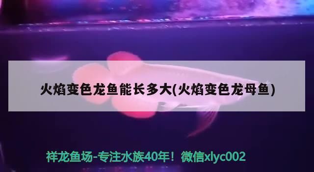 龙鱼缸过滤系统图解：如何自制鱼缸过滤系统,龙鱼缸水质管理技巧 龙鱼百科 第3张