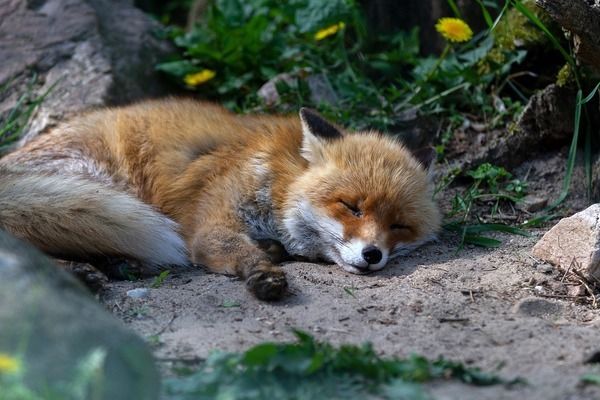 龙鱼和招财猫鱼水温多少度合适：饲养龙鱼和招财猫鱼时，了解它们的适宜水温对于健康至关重要 龙鱼百科 第2张