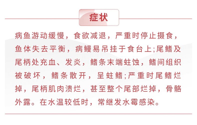 龙鱼 烂尾：如何改善龙鱼饲养环境，龙鱼烂尾的自然疗法 龙鱼百科 第5张