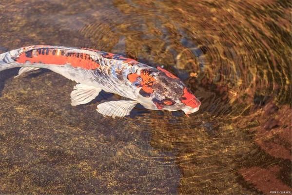 龙鱼 沉头 造浪：关于龙鱼沉头造浪的问题 水族问答