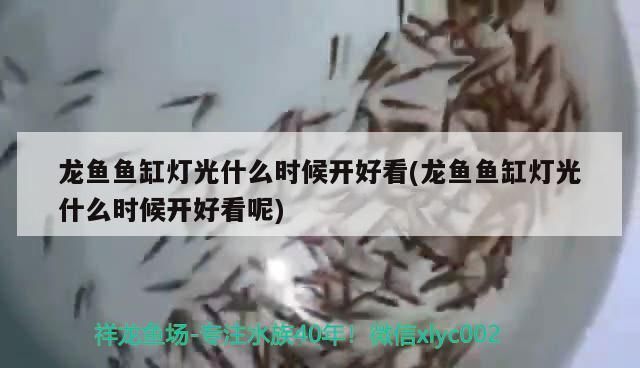 龙鱼鱼缸灯光什么时候开好看：龙鱼鱼缸光照周期设置,龙鱼夜间照明注意事项 龙鱼百科 第5张