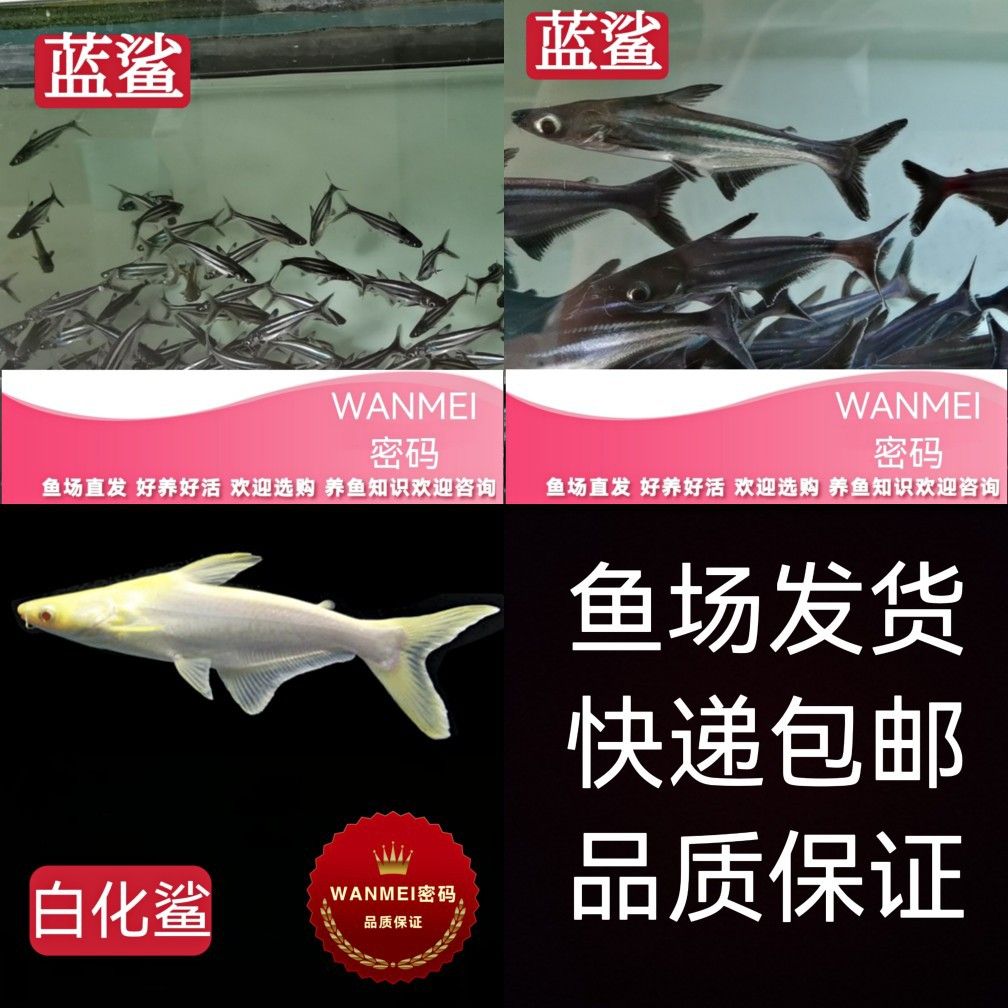 龙鱼 孵化：如何判断龙鱼孵化是否成功 水族问答 第2张