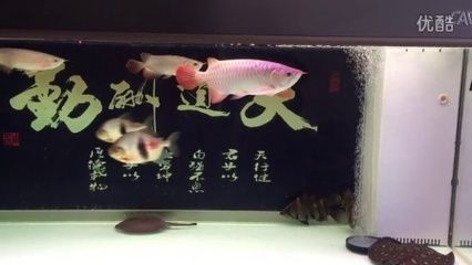 和红龙鱼混养的高端鱼种有哪些品种：和红龙鱼混养的高端鱼种 龙鱼百科 第3张