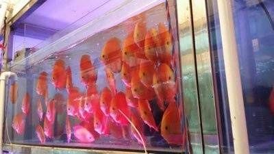 龙鱼 海鲜：龙鱼和海鲜可以一起食用吗？ 水族问答 第2张