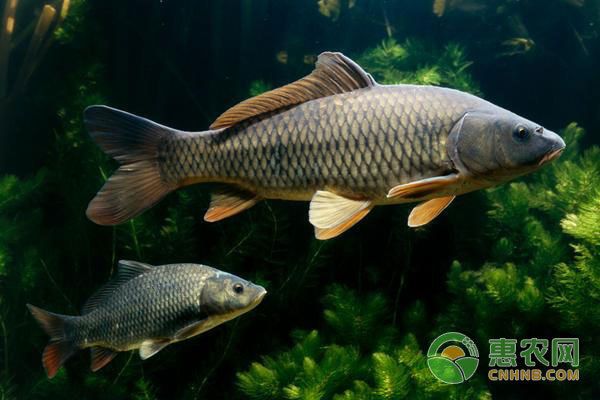 龙鱼 巨骨舌鱼：你知道巨骨舌鱼的体形和习性吗？ 水族问答 第2张