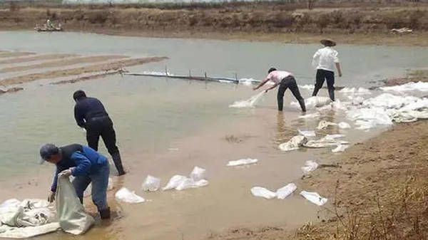 鱼苗疾病预防的最佳时机：养殖鱼苗疾病预防的最佳时机