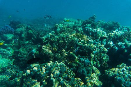 龙鱼 品种：关于龙鱼的几个问题 水族问答 第1张