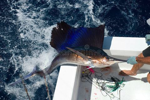 龙鱼鱼鳞溃烂了怎么办啊：龙鱼鱼鳞溃烂可能由多种原因引起，可能由多种原因引起 龙鱼百科 第1张