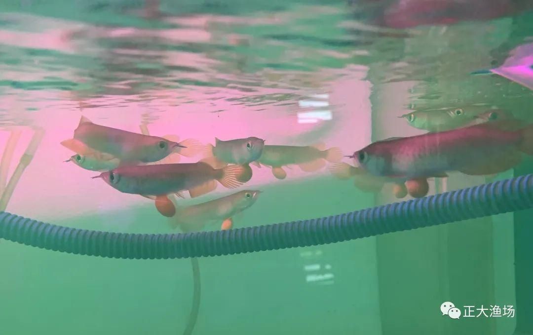 小红龙鱼适宜水族箱配置：小红龙鱼水族箱配置建议 龙鱼百科 第5张