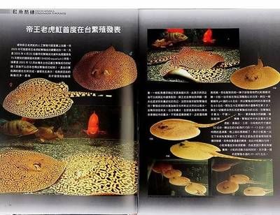 龙鱼 鱼缸尺寸大小：龙鱼鱼缸尺寸的选择 水族问答 第1张