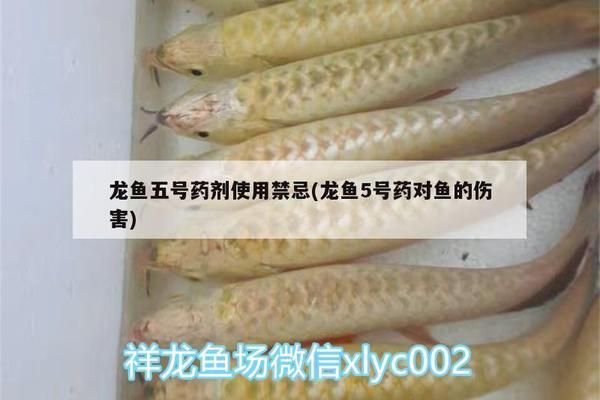 龙鱼5号药水：龙鱼5号药水使用方法 龙鱼百科 第5张