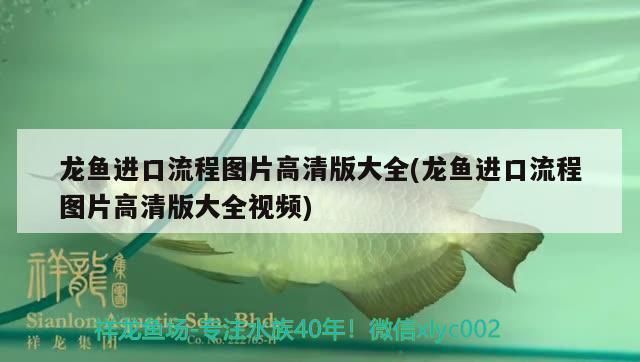 龙鱼进口流程图片高清：关于龙鱼进口流程的图片 龙鱼百科 第2张