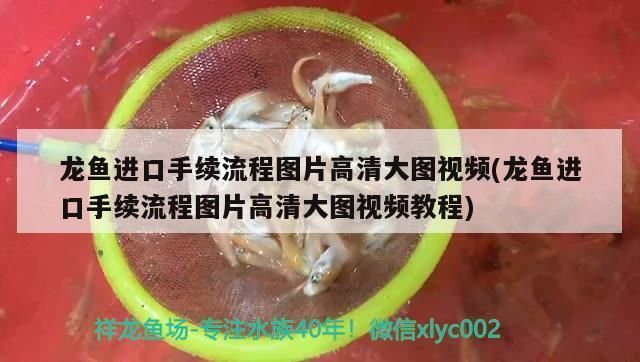 龙鱼进口流程图片高清：关于龙鱼进口流程的图片 龙鱼百科 第5张