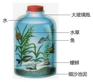 水草泥适用的水生生物种类：水草泥适用于多种水生生物的生长 龙鱼百科 第2张