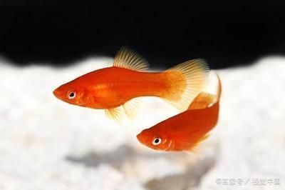 龙鱼4号药多久用一次：关于龙鱼4号药的问题 水族问答 第1张